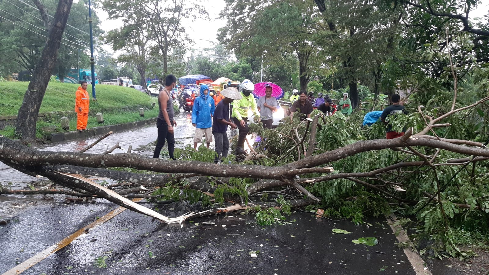 Pohon Besar Tumbang Akibat Hujan Angin, Bikin Macet Panjang di Jalan Cijolang