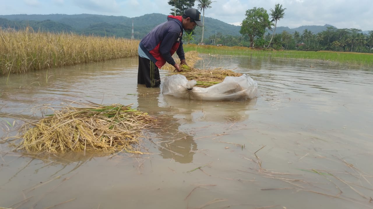 Meski Lahan Tergenang Banjir, Petani di Pangandaran Ini Tetap Panen Padi