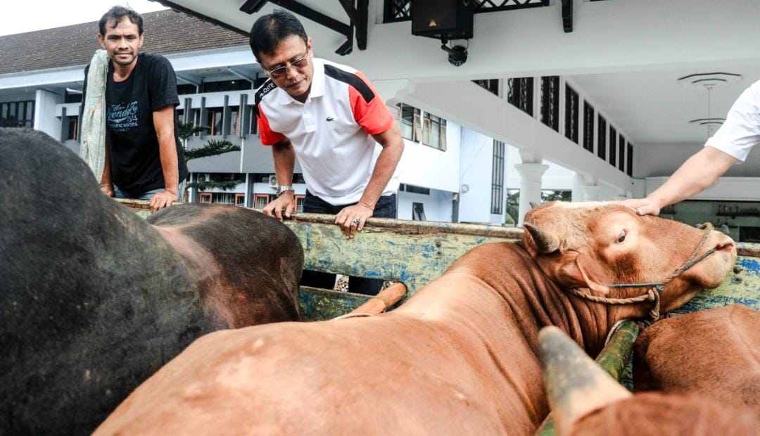 Bank BJB Ciamis kembali menyerahkan sebanyak 3 ekor sapi qurban