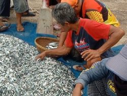 Nelayan Jaring Ered di Pangandaran Panen Ikan Layang